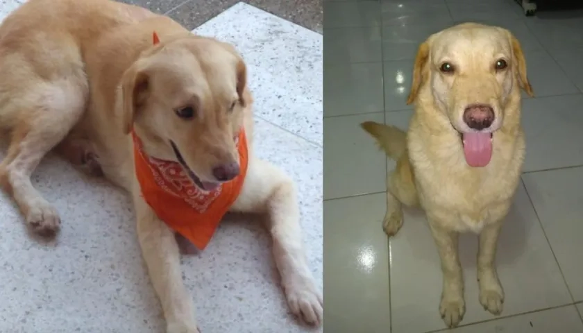 Kent, el perro perdido.