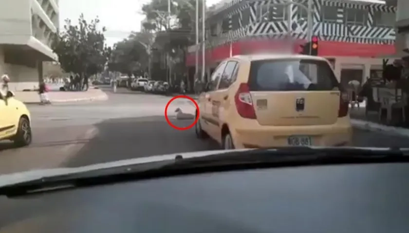 Arrolló a perrito en el Paseo Bolívar.