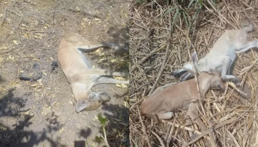 Los perros muertos dentro de la finca.