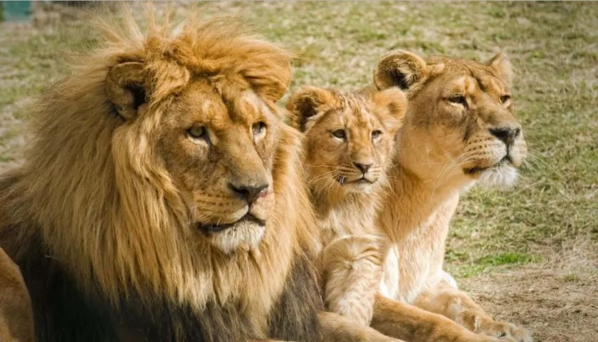 Leones, especie que habita en el parque natural Kruger de Sudáfrica. 