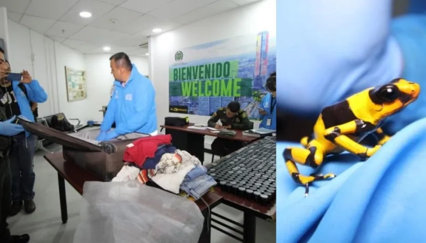 Estaban ocultas en pequeños recipientes.