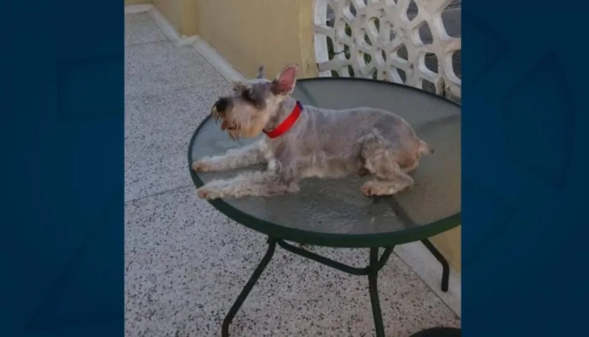 'Lukas' perrito perdido.