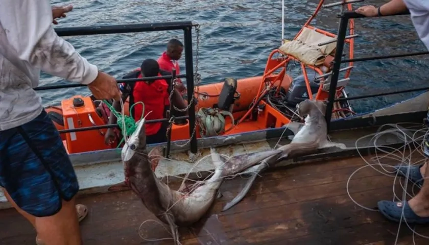 Nuevamente los pescadores de Ecuador están entrando ilegalmente al área protegida, denunció la Fundación Malpelo.