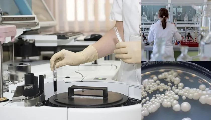 La diferencia del Candida auris frente a otros hongos es que es más virulento, lo que significa que es más resistente y dañino para las personas. 