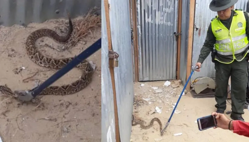 La Policía Ambiental acudió a Caribe Verde por el llamado de los obreros, al aparecer la serpiente.