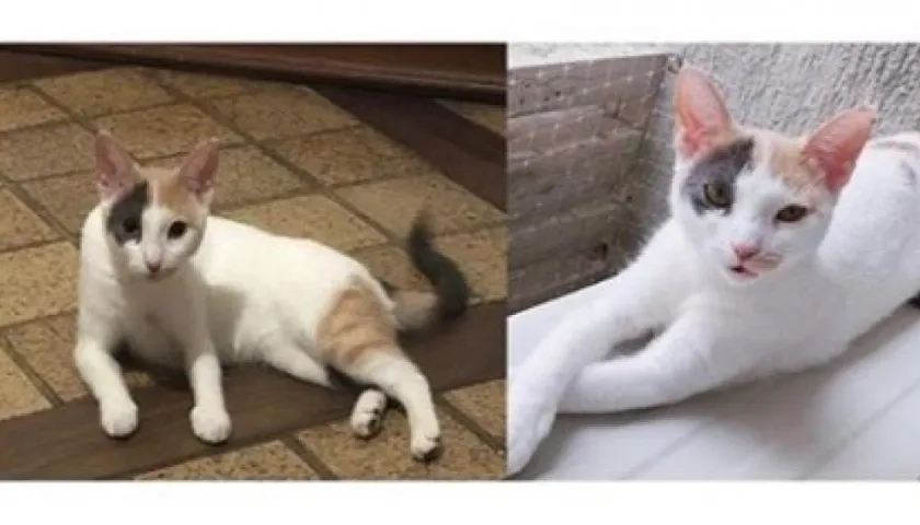 'Matilda' gata perdida.
