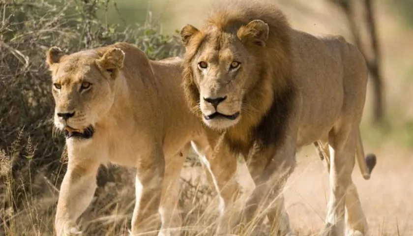 El servicio de Parques Naturales de Sudáfrica afirma que no está seguro de que la manada pertenezca a esta importante reserva.