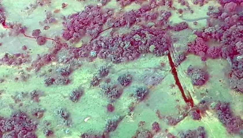 Ecopetrol rechazó el atentado en Arauca.