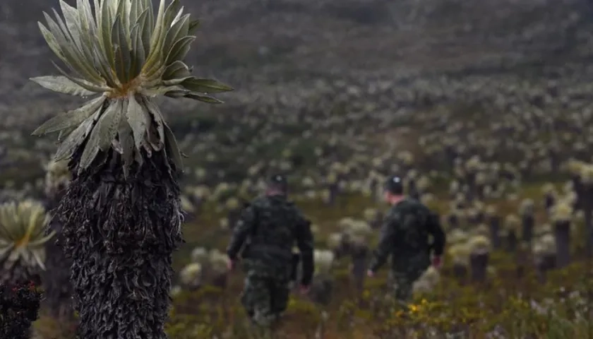 Imagen de los frailejones.