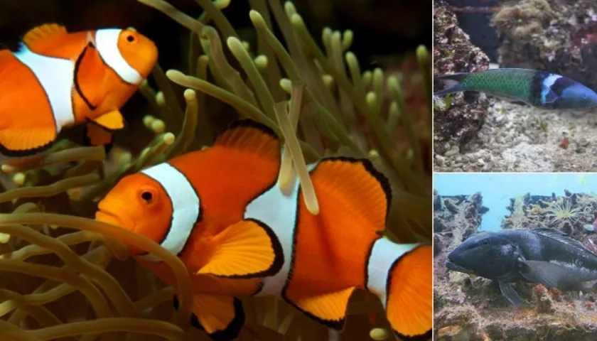 El pez payaso, Labrido de Cabeza Azul y el bacalao azul de Nueva Zelanda son algunos de los peces que cambia de sexo.