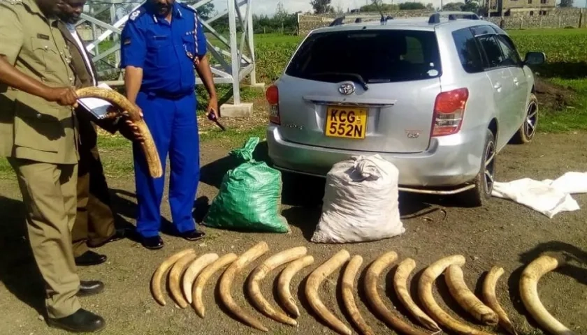 Colmillos de elefante (Oloxodanta africana) capturados por el Servicio de Vida Silvestre de Kenia durante las patrullas de campo.