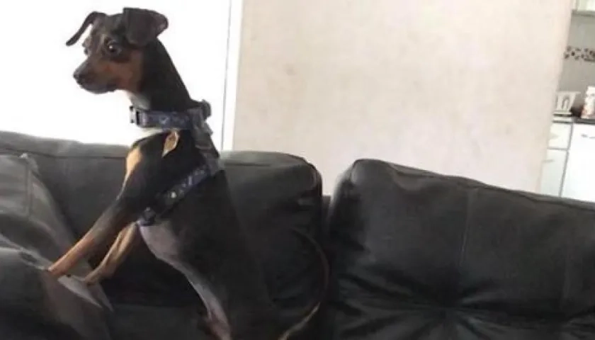 'Toto Mariño', perro extraviado