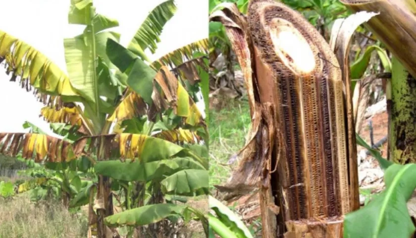 El hongo afectaría a todos los productores de banano y plátano.