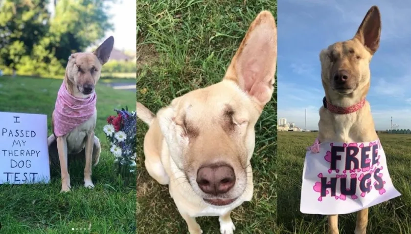 Maggie, perrita sobreviviente.