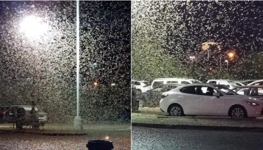 Así se ve la invasión de los saltamontes.