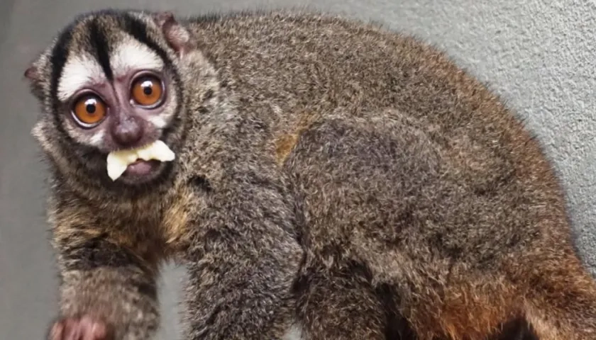Especie Aotus lemurinus, conocida como mono nocturno.
