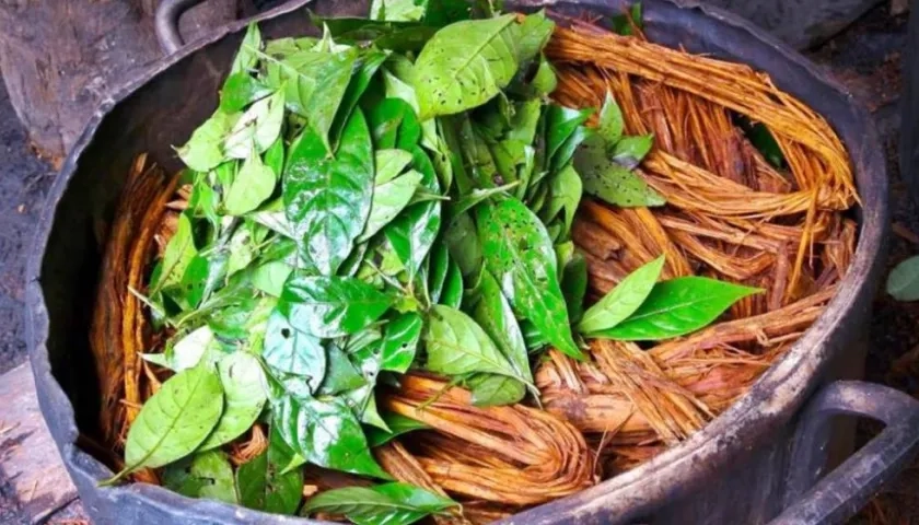 Planta utilizada en bebida tradicional indígena.