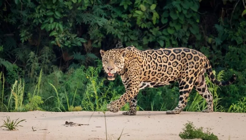 El felino más grande de América es el jaguar.