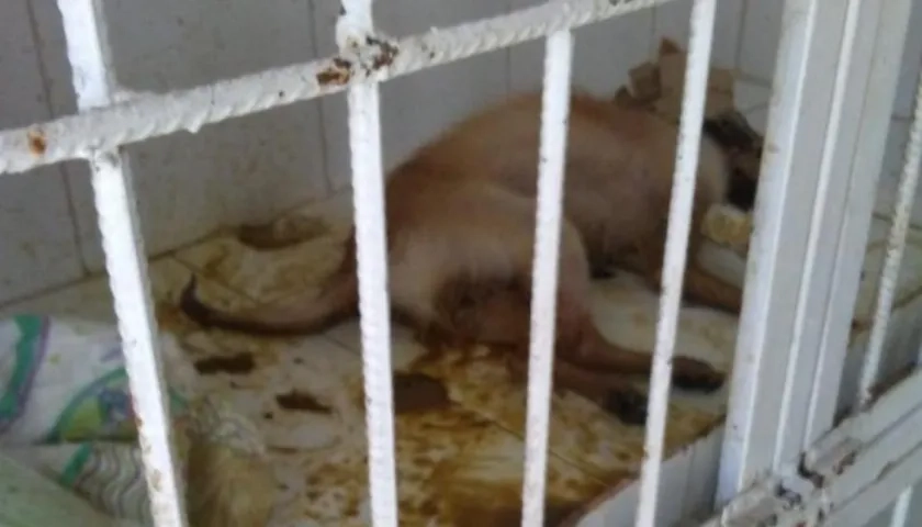 Perro en la veterinaria. Foto suministrada por exempleado.