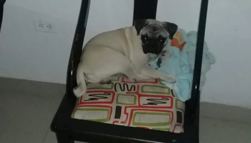 'Godzilla' lleva dos semanas desaparecido.