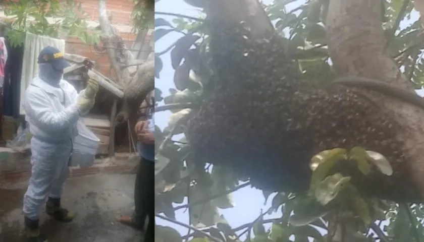 Bomberos controlando enjambres de abejas africanizadas, en el barrio Los Ángeles II etapa.