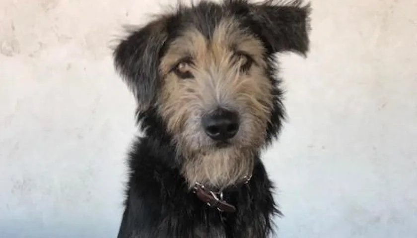 'Monte', protagonista de 'La dama y el vagabundo'.