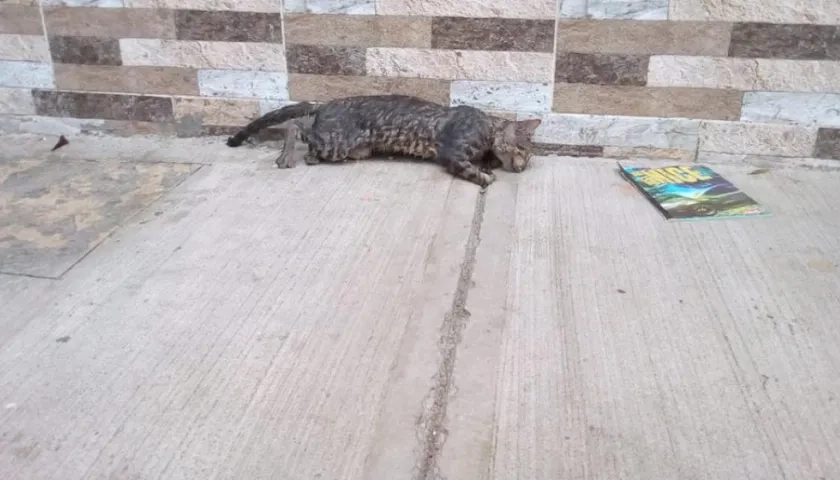 Uno de los gatos envenenados.