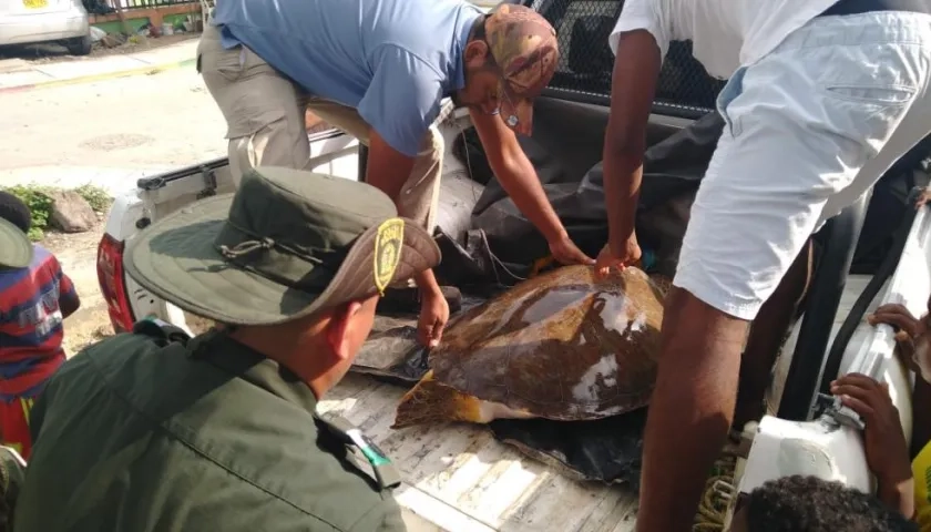 Momento del rescate de la tortuga carey. 