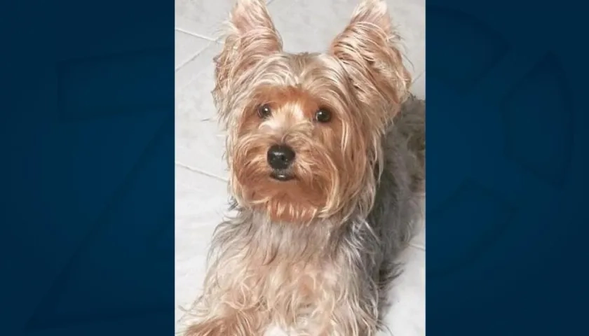 'Rocky', perro extraviado.