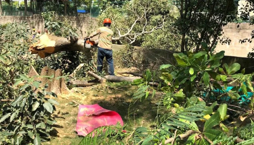 El 'arboricidio' con motosierras para la ejecución del proyecto.