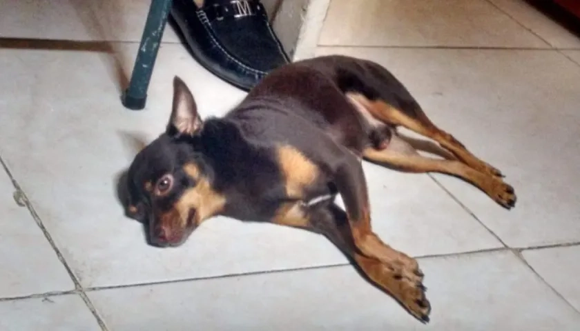 'Choky' desapareció en el barrio Kennedy.