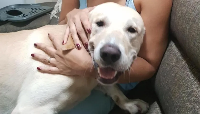 'Bruno', perrito extraviado.