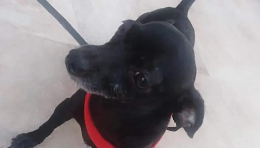 'Sacha', perrita extraviada.