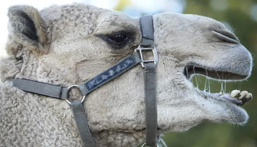 Imagen de un camello en Australia