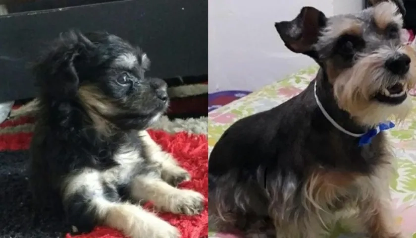 'Bili' y 'Maty', perritos extraviados.