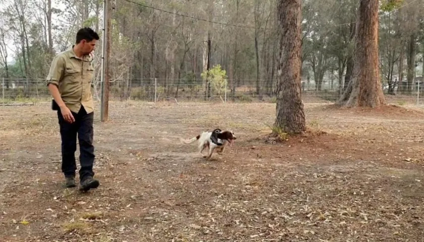 La perrita 'Taylor' y su entrenador Ryan Tate.