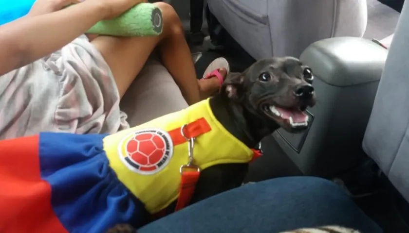 'Tita Valentina', perrita extraviada.