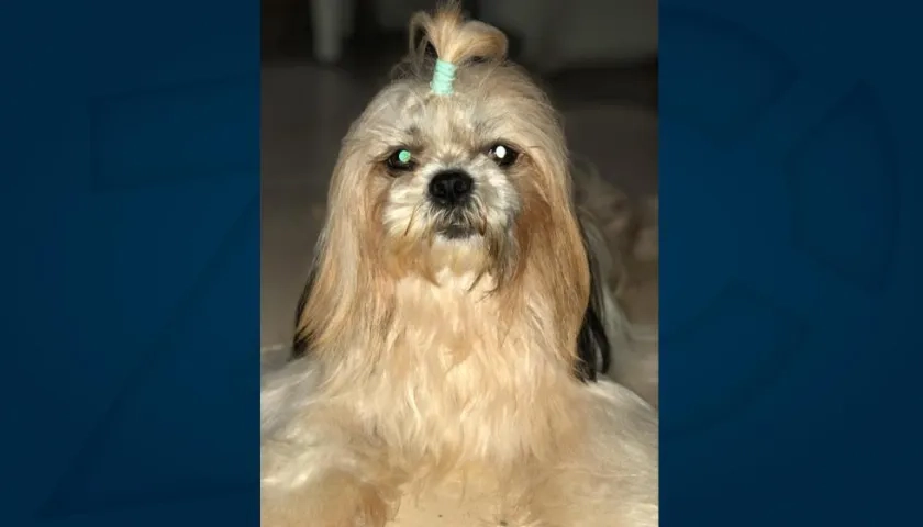 'Kylie', perrita extraviada.