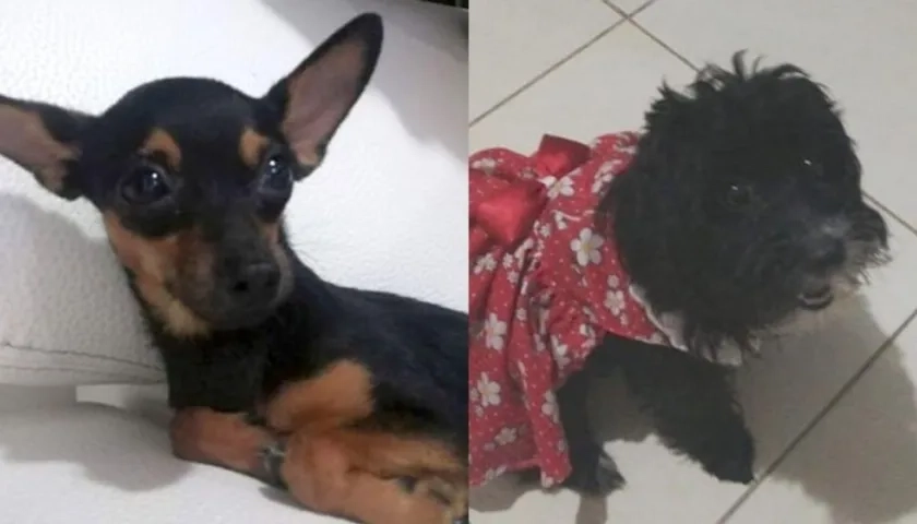 Lucas y Luna, extraviados en Los Robles, Soledad, y El Limón, Barranquilla.