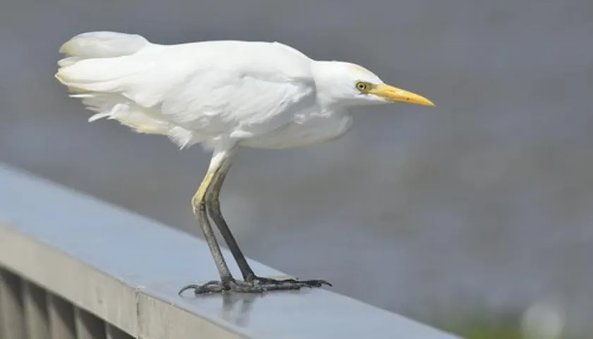 ‘October Big Day 2020’ en el Malecón.