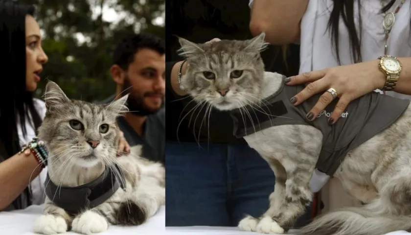 Vista de Romeo, un gato de raza Maine Coon, este viernes durante una rueda de prensa en Medellín.