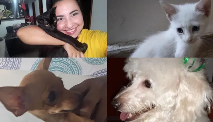 Mascotas extraviadas.