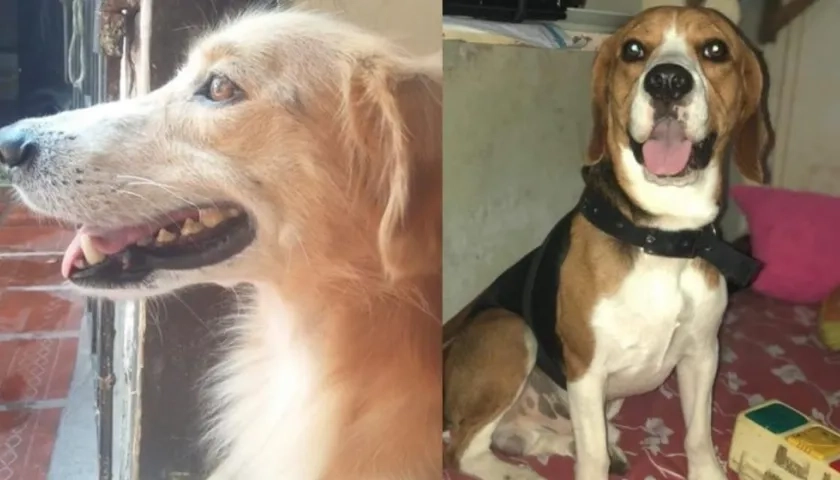 ‘Tonqui’ y ‘Buddy’, perritos extraviados.