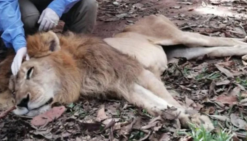 'Júpiter', león en condiciones vulnerables.