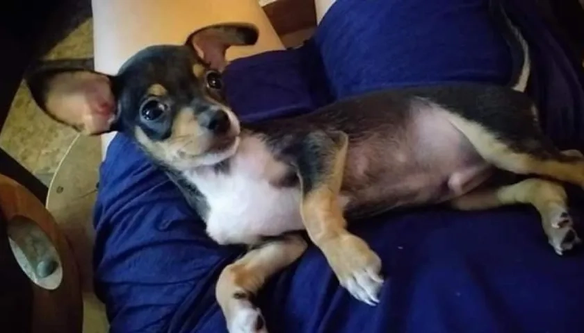 'Zeus', perrito extraviado.