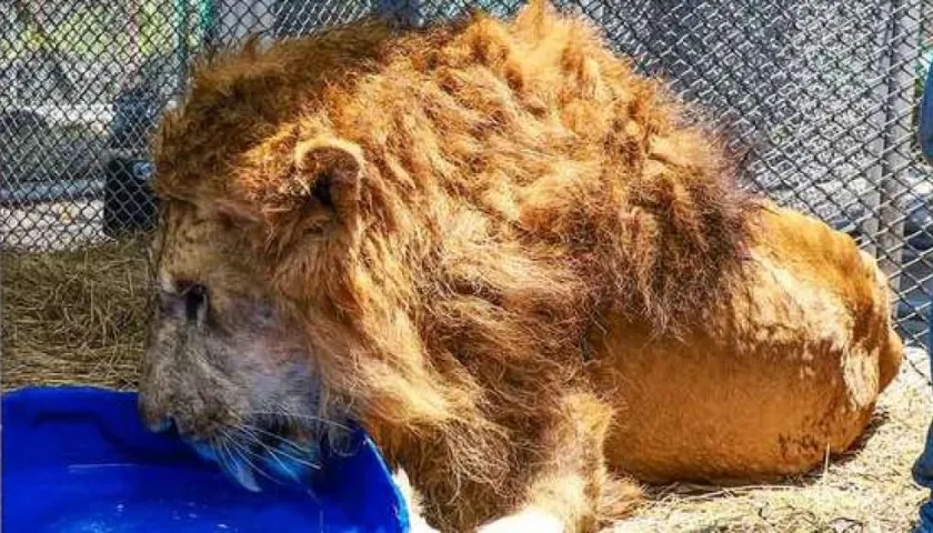 Imagen de Júpiter en Cali.