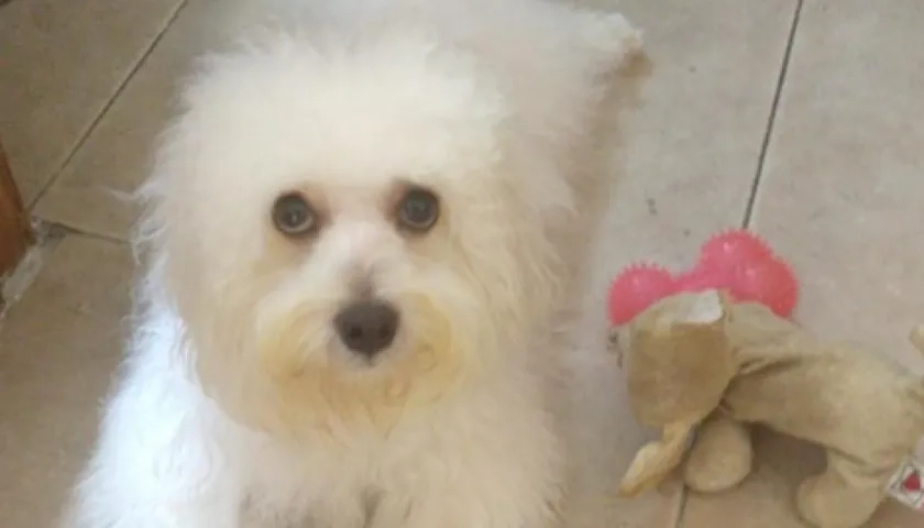 'Cookie', perrita extraviada.