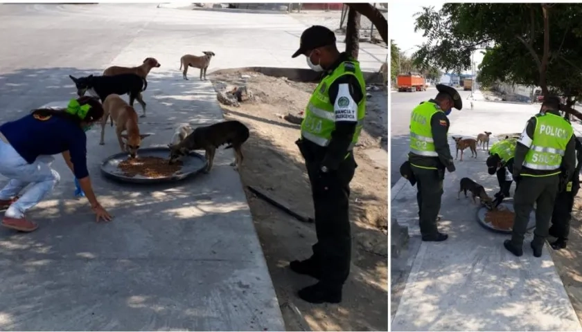 Los perros de calle comen en un jornada liderada la Policía y fundaciones.
