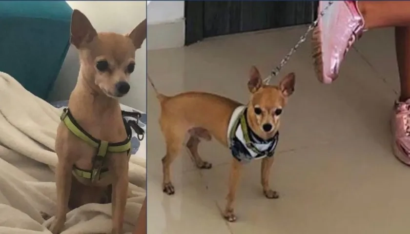 Hachi, la mascota de una niña de 9 años, que se perdió en el barrio San Felipe.