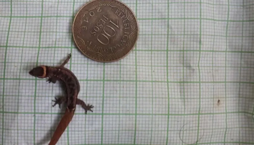  Lepidoblepharis miyatai.